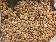 ALUBIA "PINTA DE LEÓN" | 112 | Productos típicos de cantabria