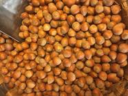 "AVELLANAS" DE LIÉBANA | 116 | Productos típicos de cantabria